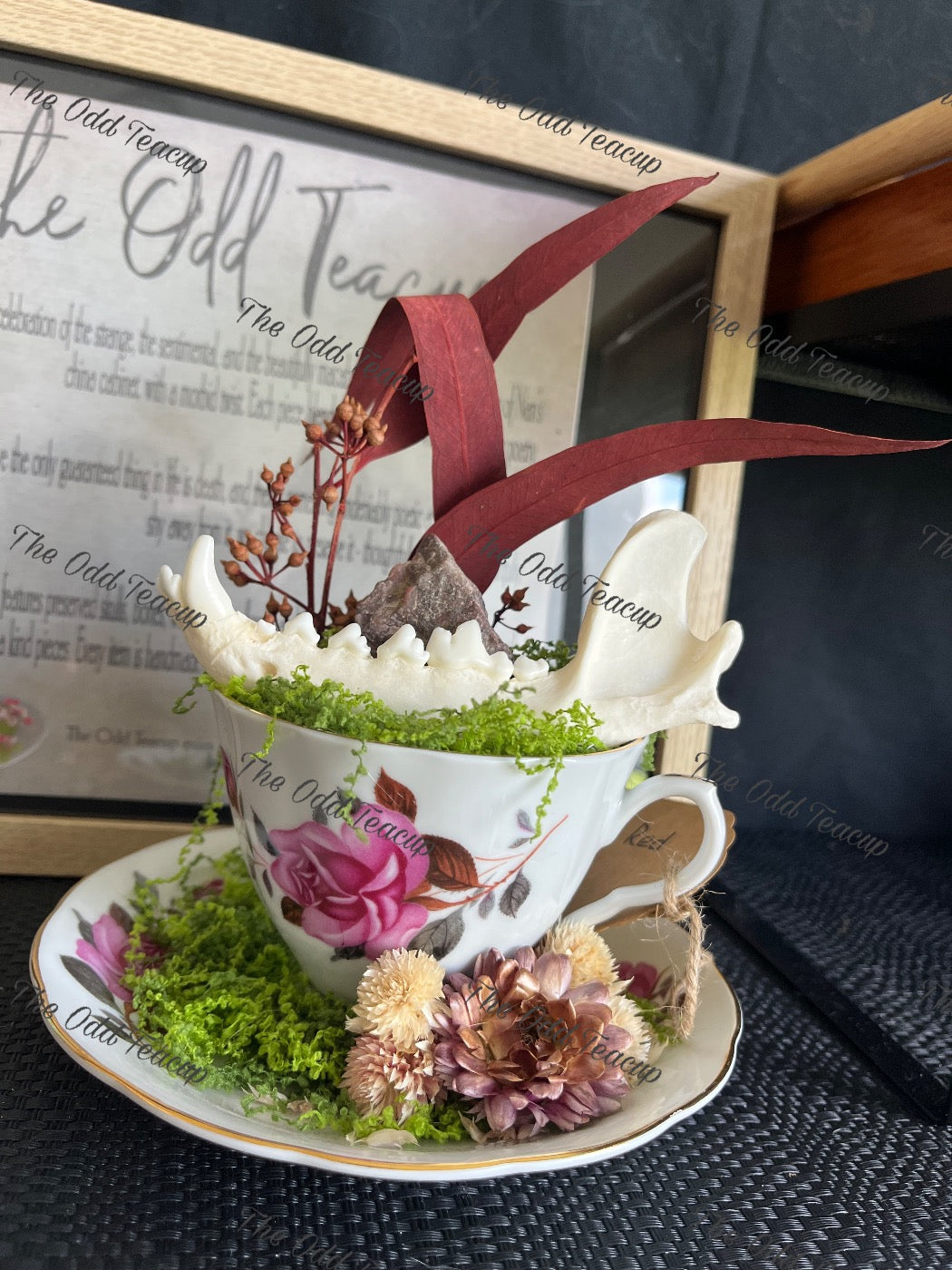 European Red Fox Mandible Teacup.
