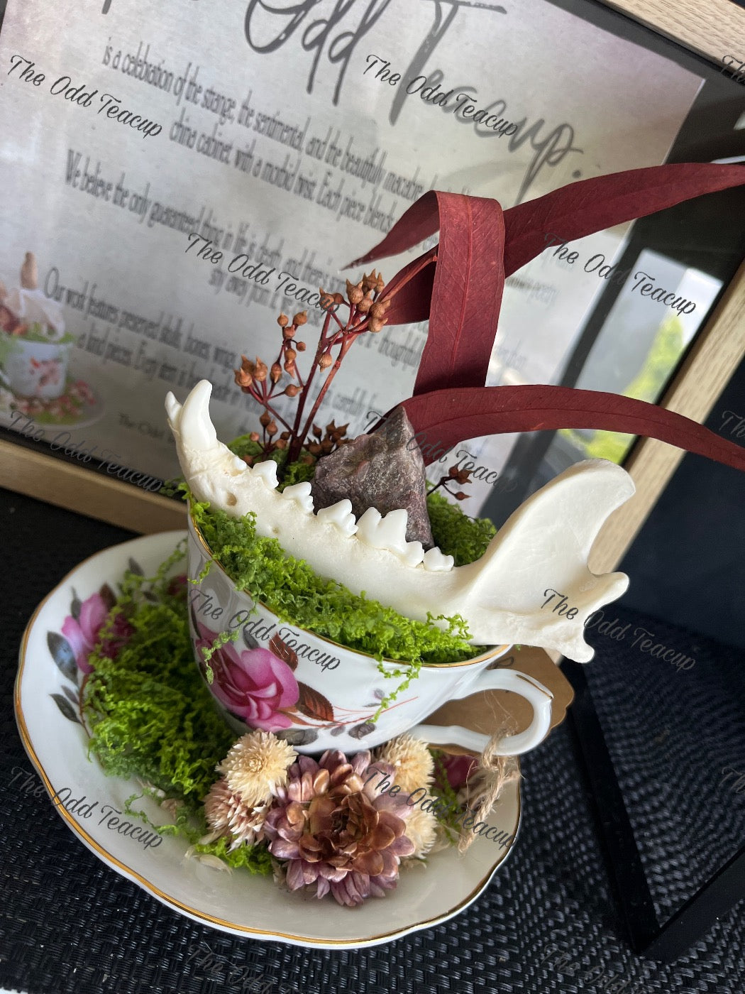 European Red Fox Mandible Teacup.