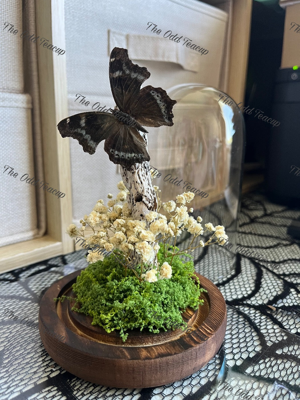 Blue Admiral - Kaniska Canace
