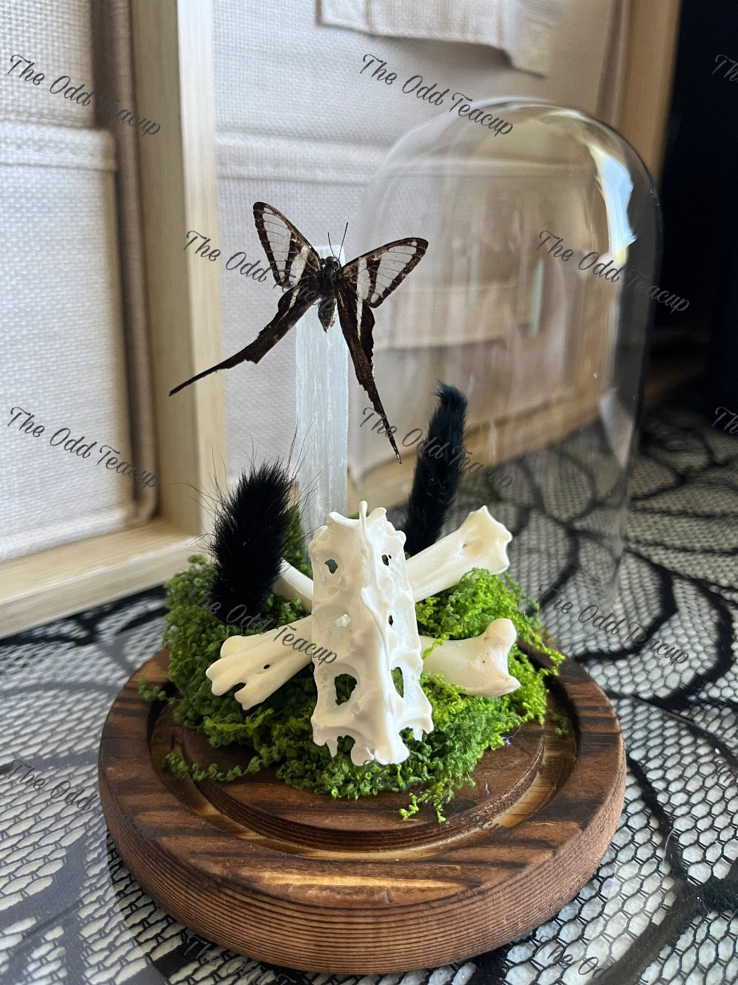 Green Dragontail (Lamproptera Meges) with Selenite & Rooster Bones