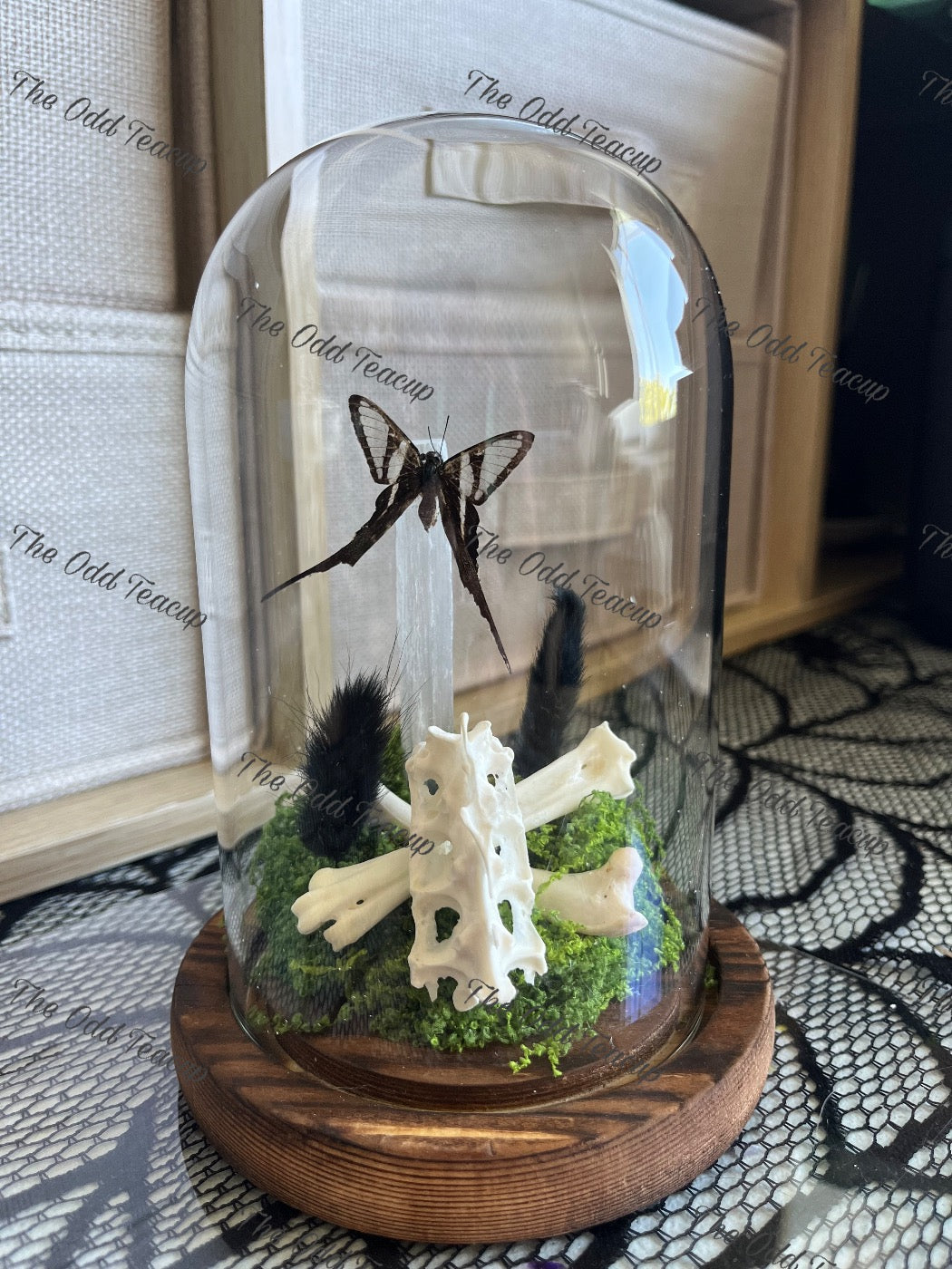 Green Dragontail (Lamproptera Meges) with Selenite & Rooster Bones