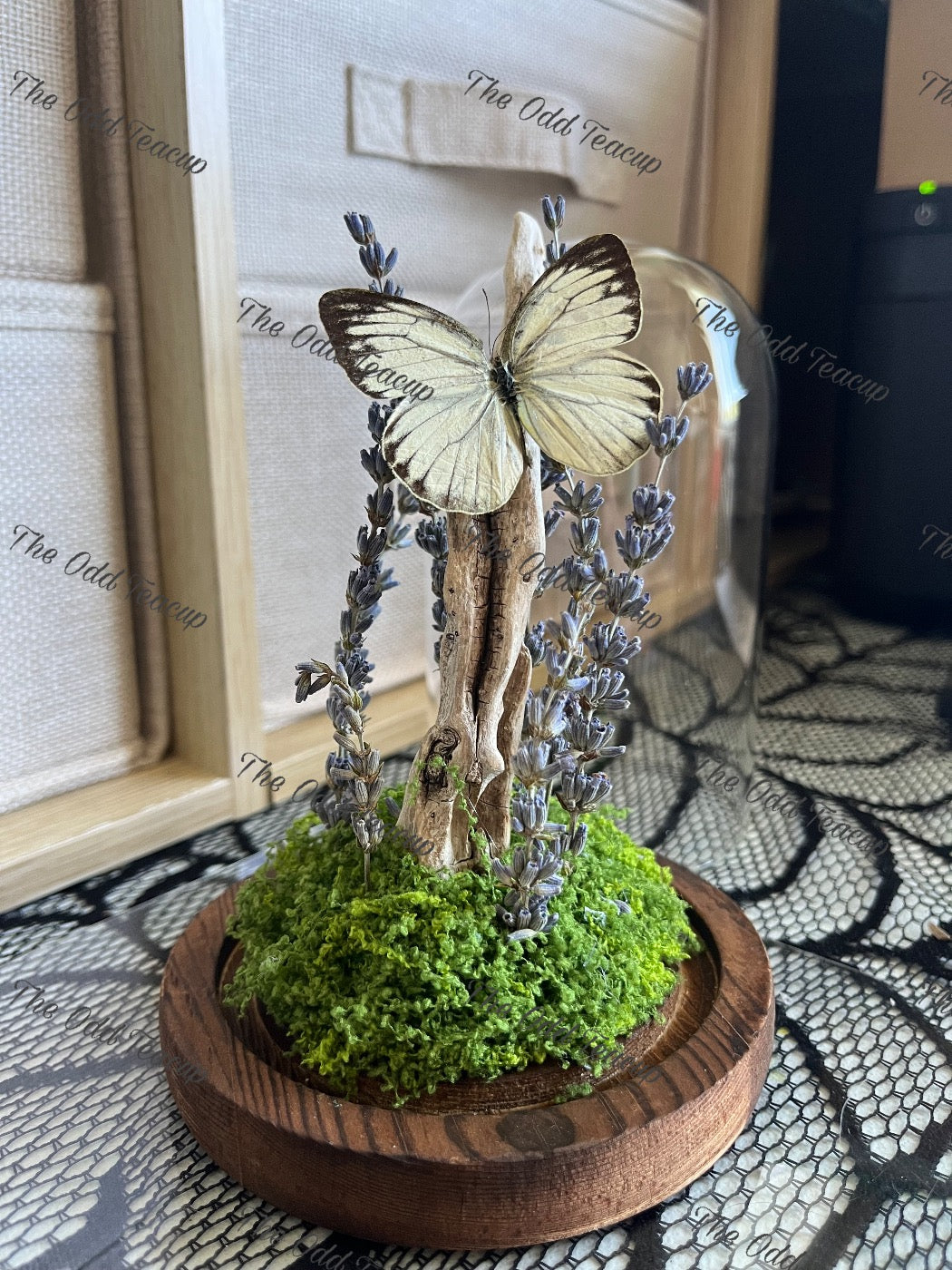 Great Southern White - Ascia Monuste
