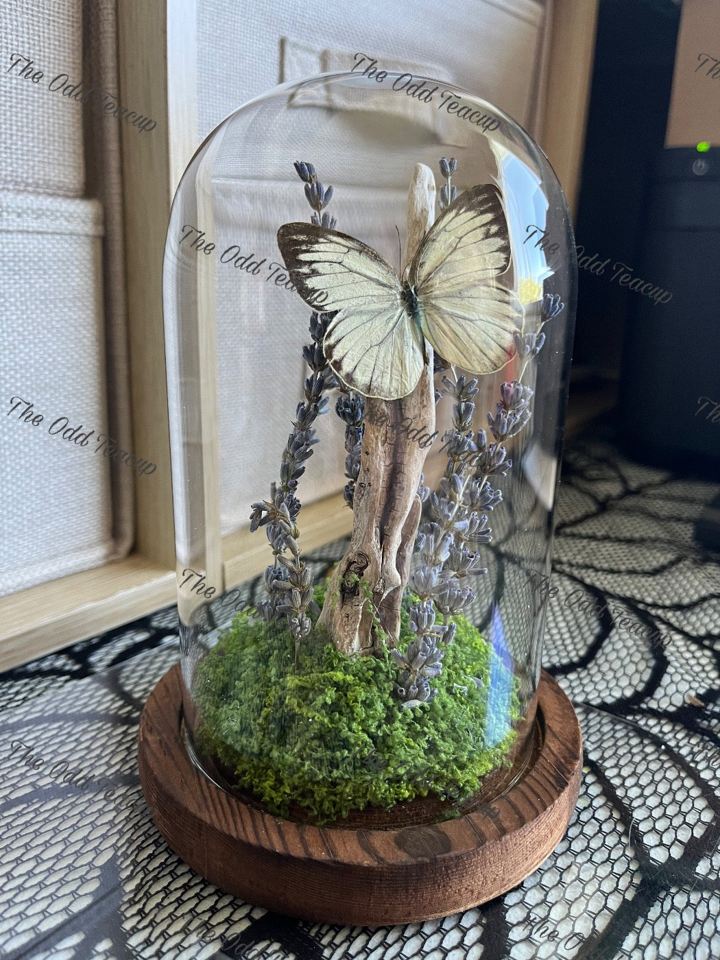 Great Southern White - Ascia Monuste