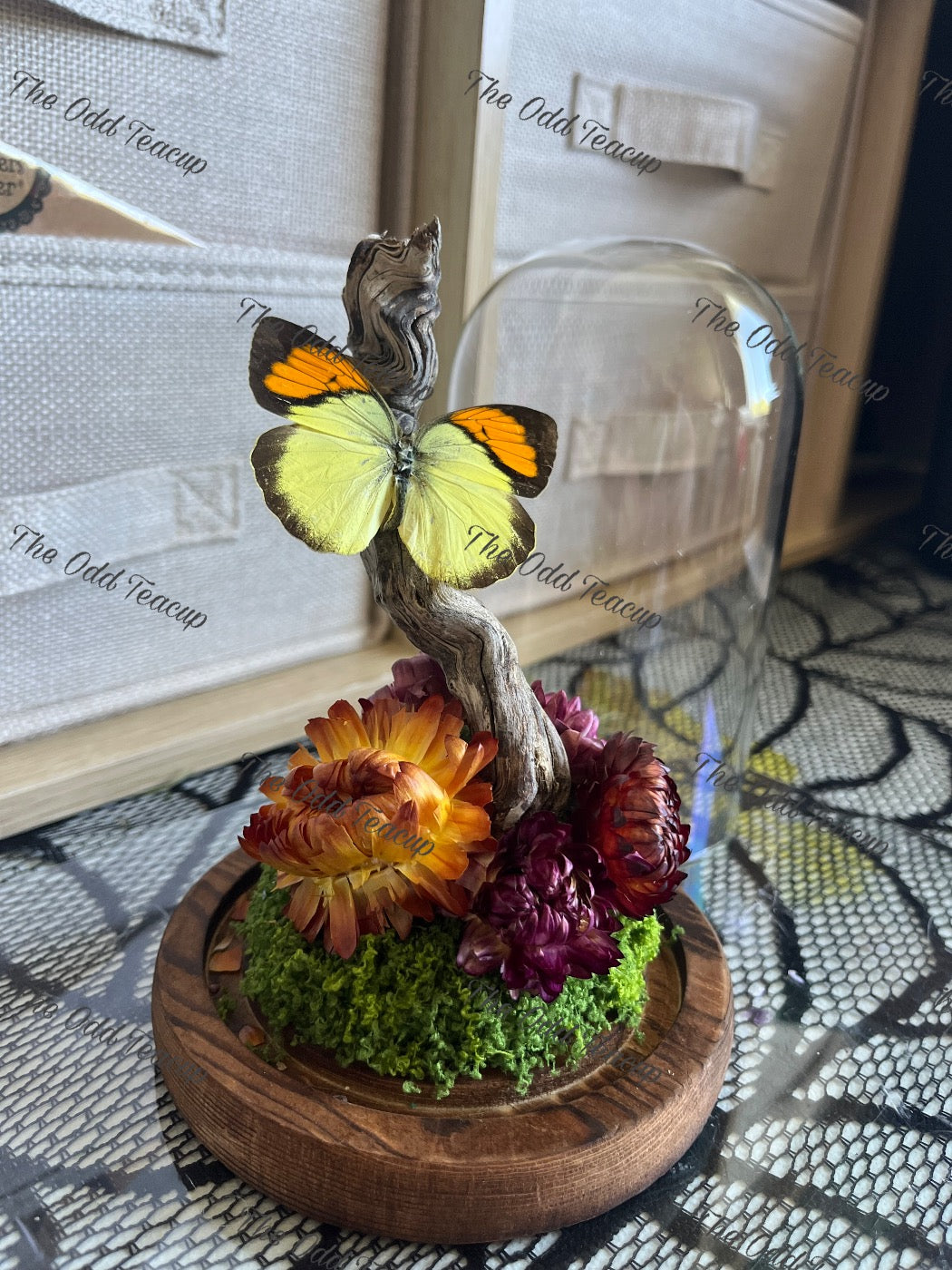 Yellow-Orange Tip (Ixias Pyrene)