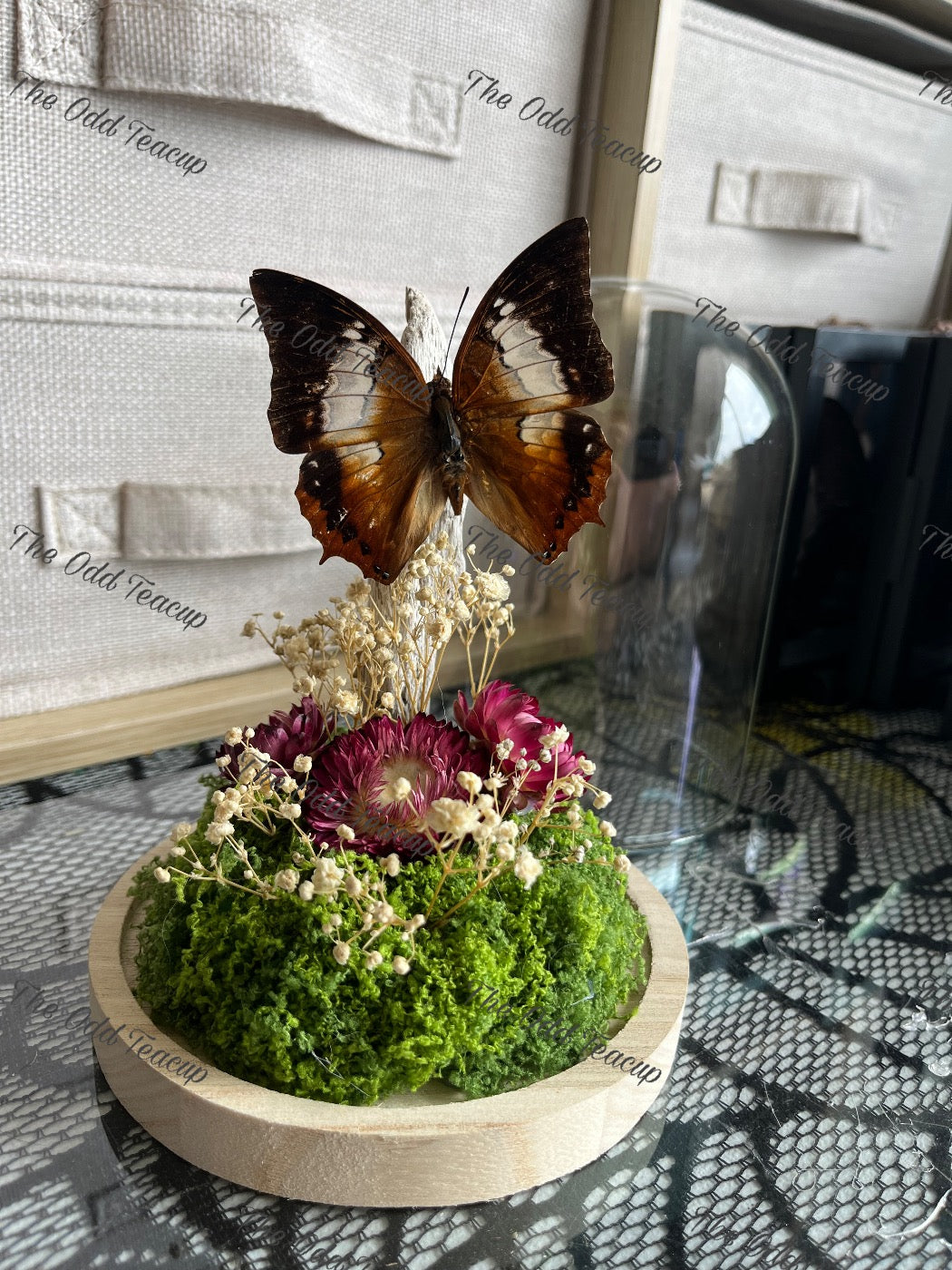 Tawny Rajah - Charaxes Bernardus