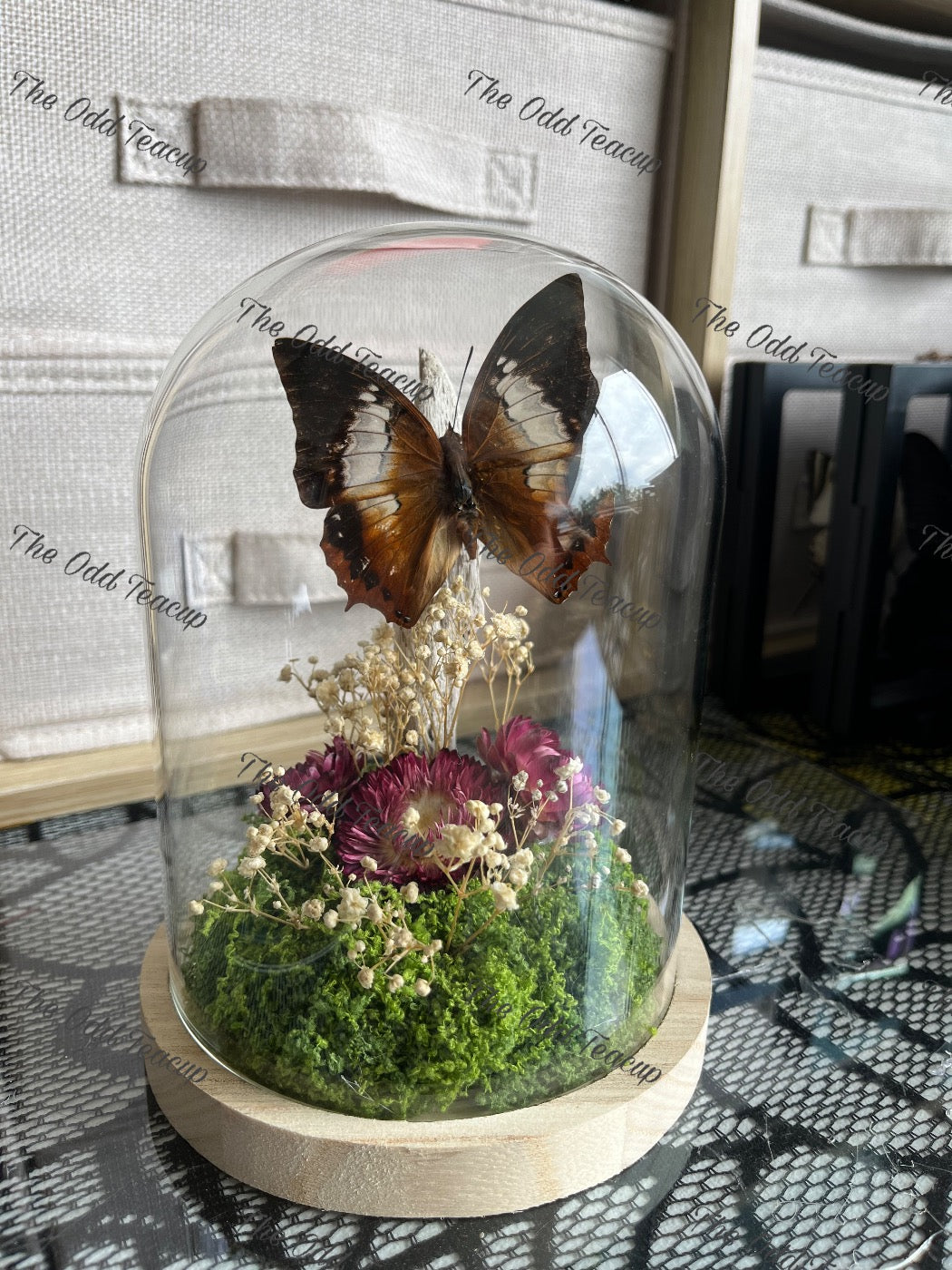 Tawny Rajah - Charaxes Bernardus