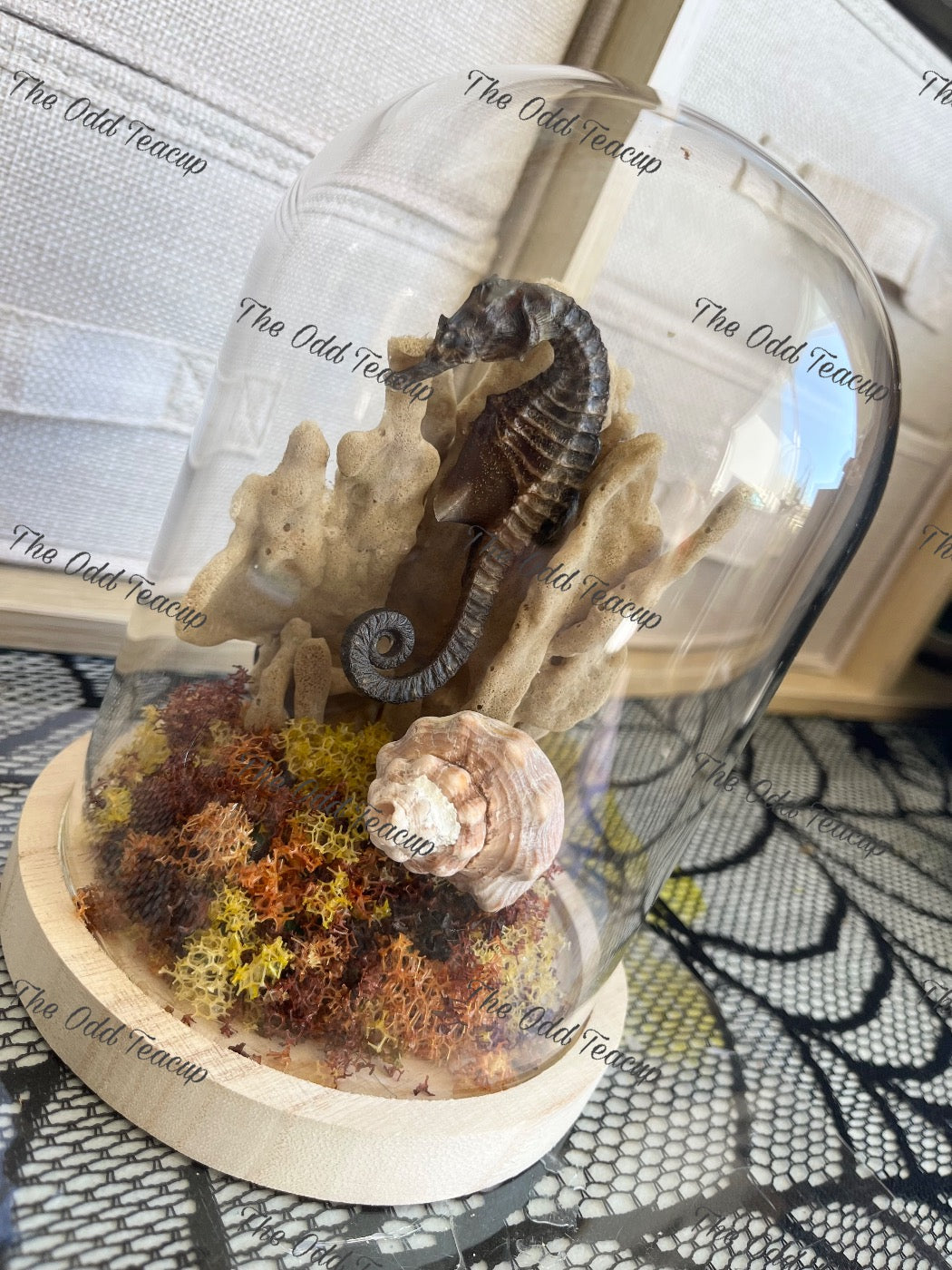 Seahorse Dome 3