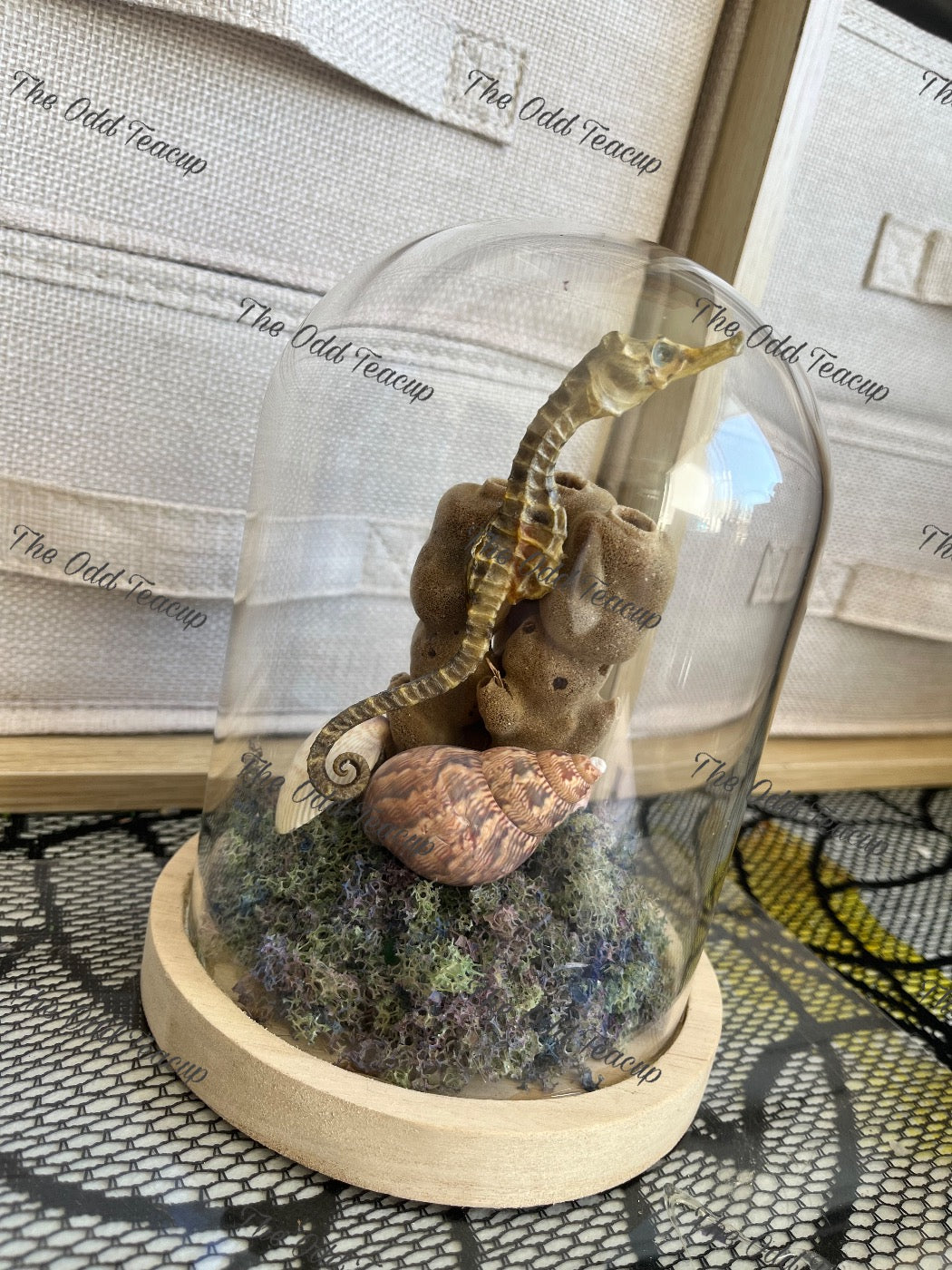 Seahorse Dome 2