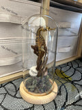 Seahorse Dome
