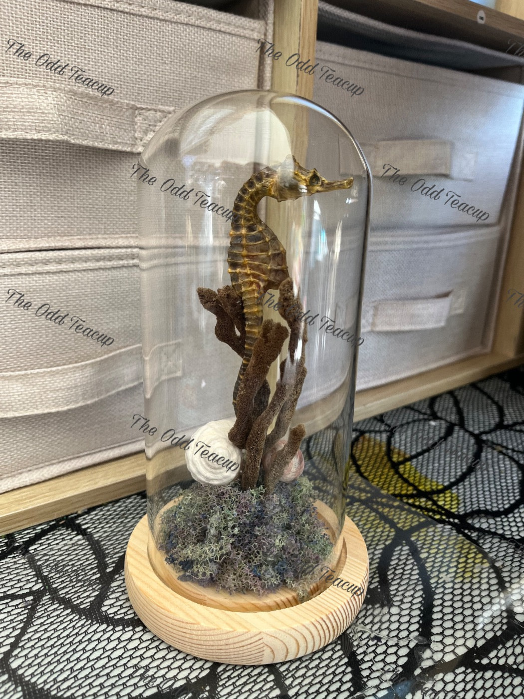 Seahorse Dome