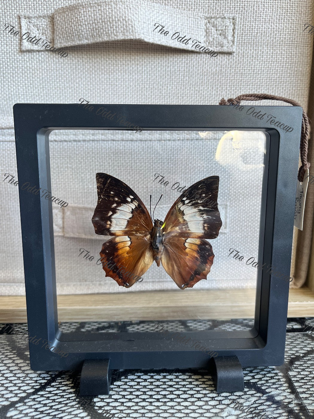Tawny Rajah - Charaxes bernardus (L case)