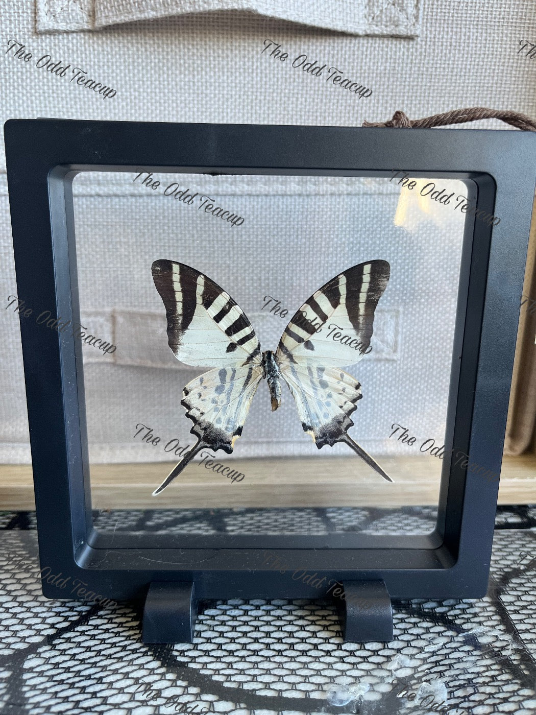 Five-Bar Swordtail - Graphium Aristeus (L case)