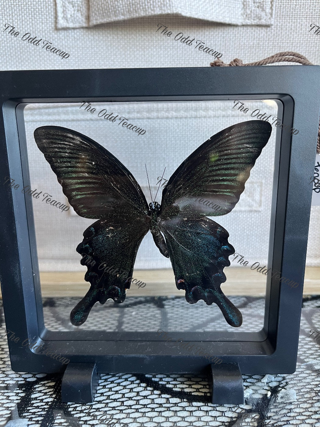 Chinese Peacock Swallowtail - Papilio Bianor (L case)