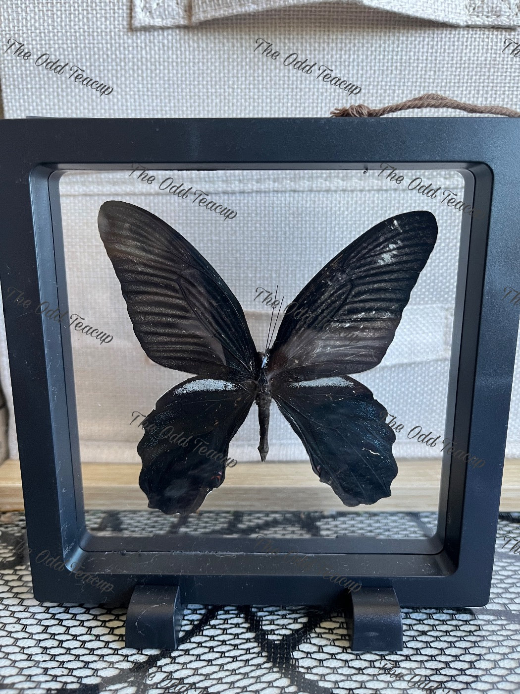 Great Mormon - Papilio Memnon (L case)