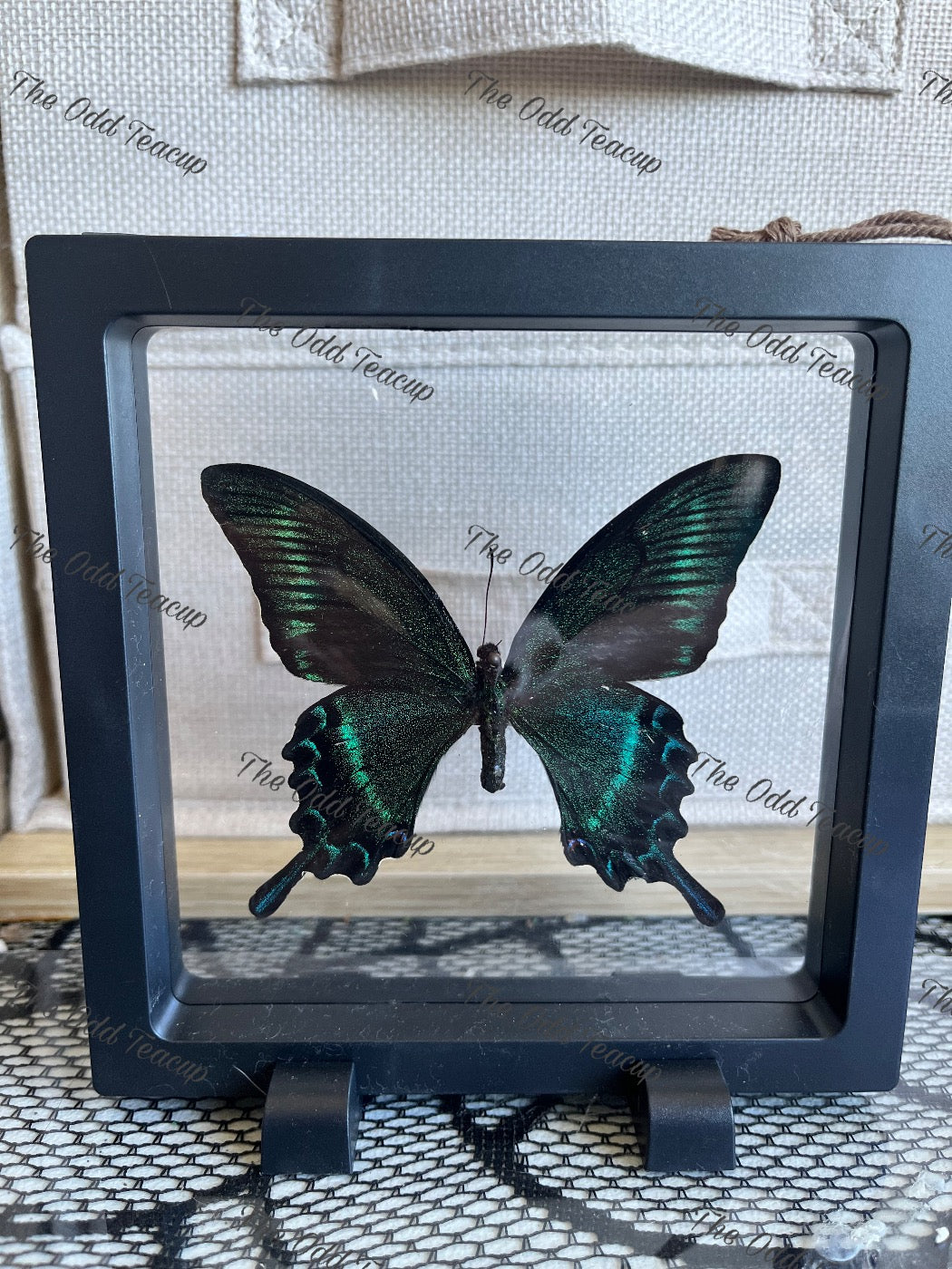 Alpine Black Swallowtail _ Papilio Maackii (L case)