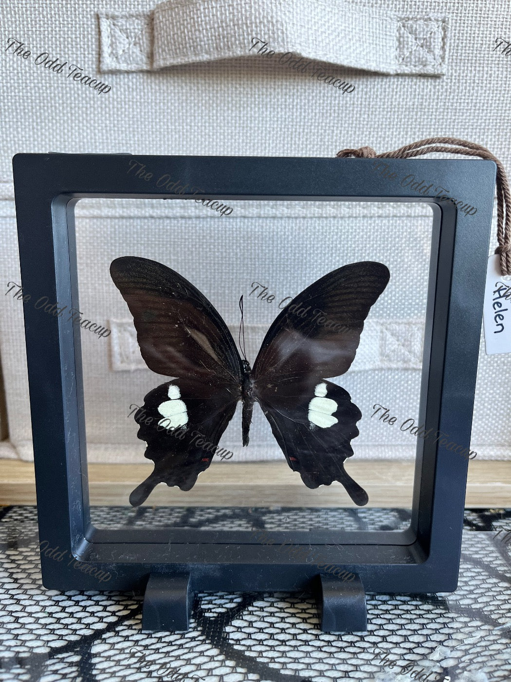 Red Helen - Papilio Helenus (L case)