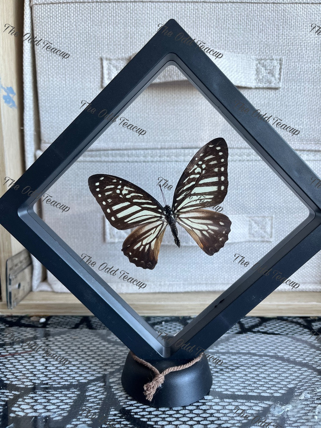 Glassy Tiger - Parantica Aglea (L case)