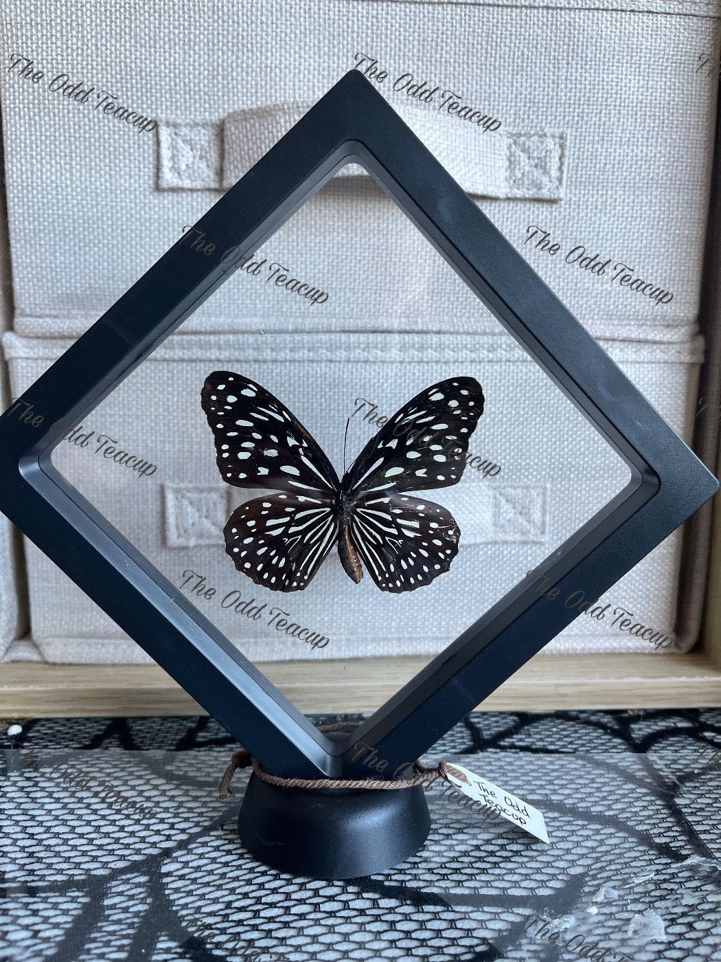 Dark Blue Tiger - Tirumala Septentrionis (L case)