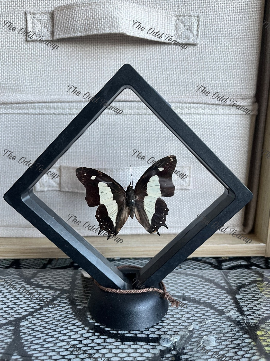 Common Nawab - Polyura Athamas (M case)