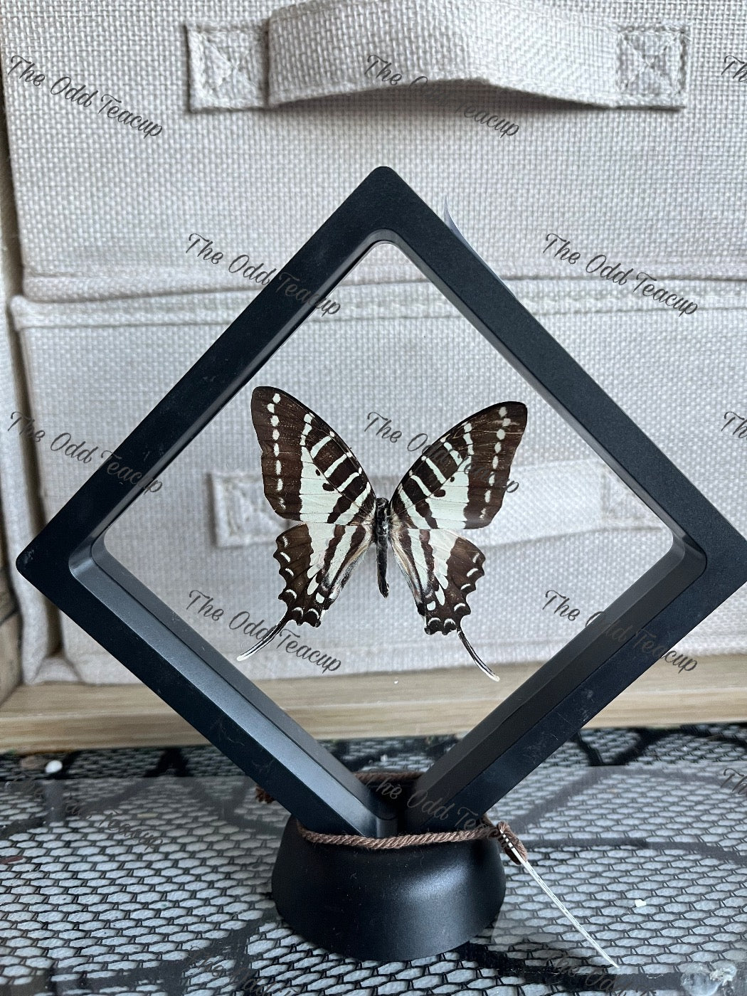 Cream-Striped Swordtail - Graphium Porthaon (M case)