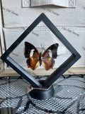 Tawny Rajah - Charaxes Bernardus (M case)