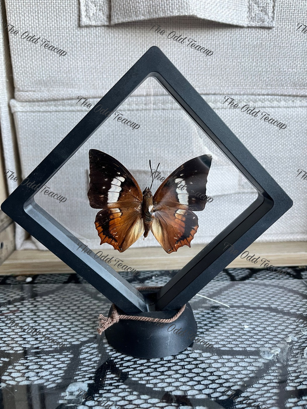 Tawny Rajah - Charaxes Bernardus (M case)