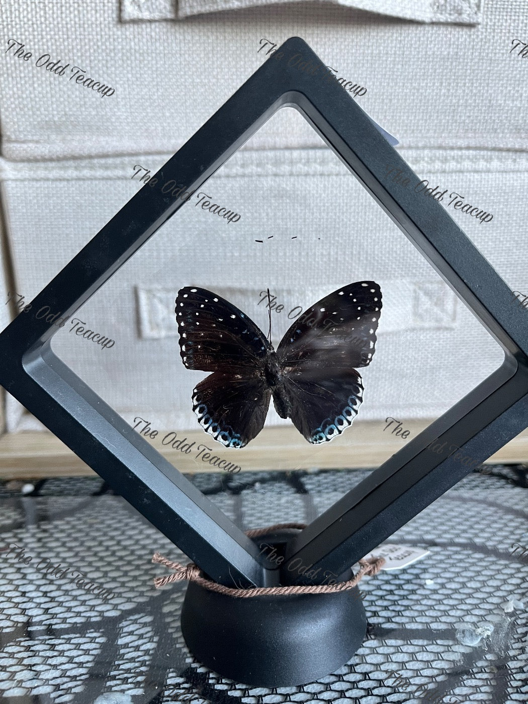 Popinjay - Stibochiona Nicea (M case)