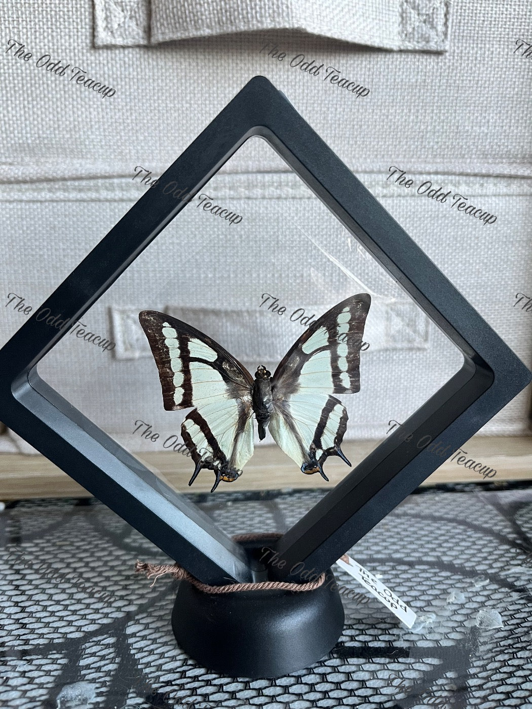 China Nawab - Polyura Narcaeus (M case)