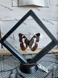 Common Commander - Moduza Procris (M case)