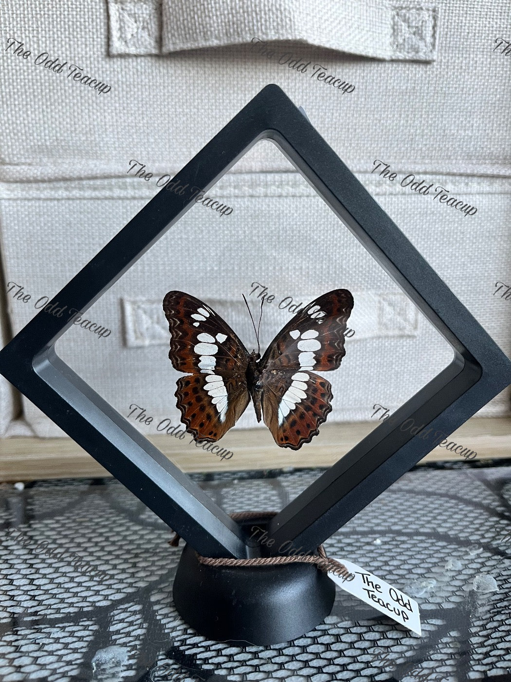Common Commander - Moduza Procris (M case)