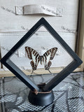 Five-Bar Swordtail - Graphium Aristeus (M case)