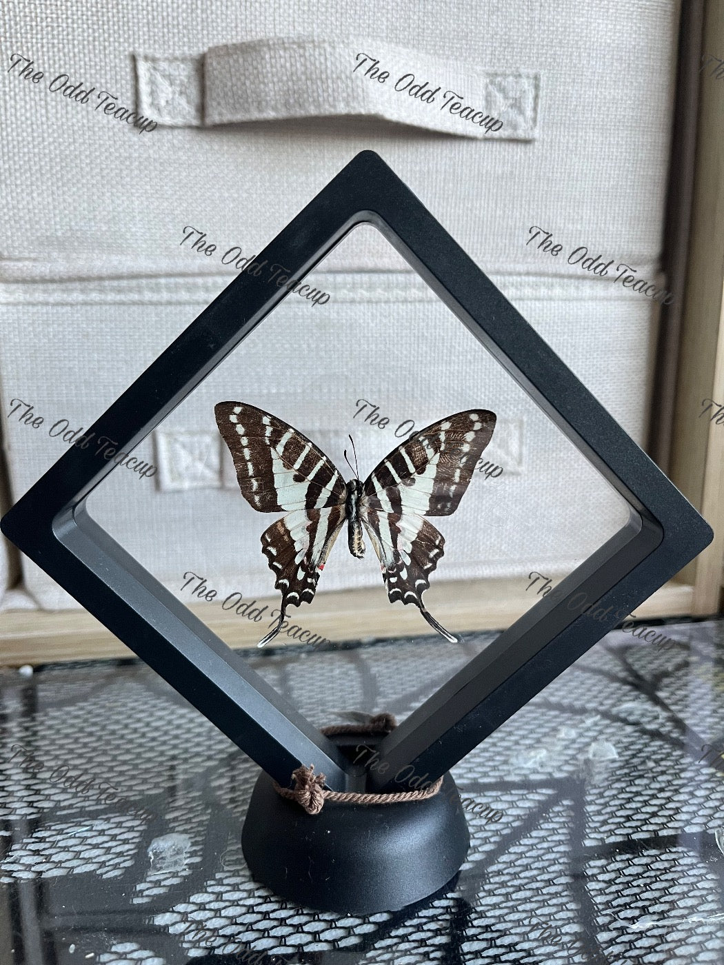 Five-Bar Swordtail - Graphium Aristeus (M case)