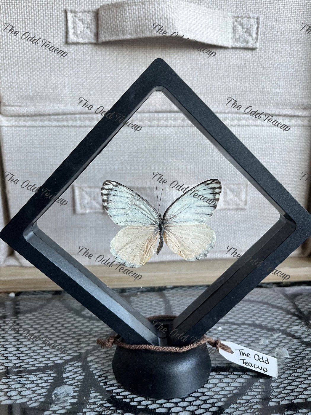 Imperial White - Delias Harpalyce (M case)