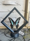 Bluebottle Swallowtail - Graphium Sarpedon. (M Case)