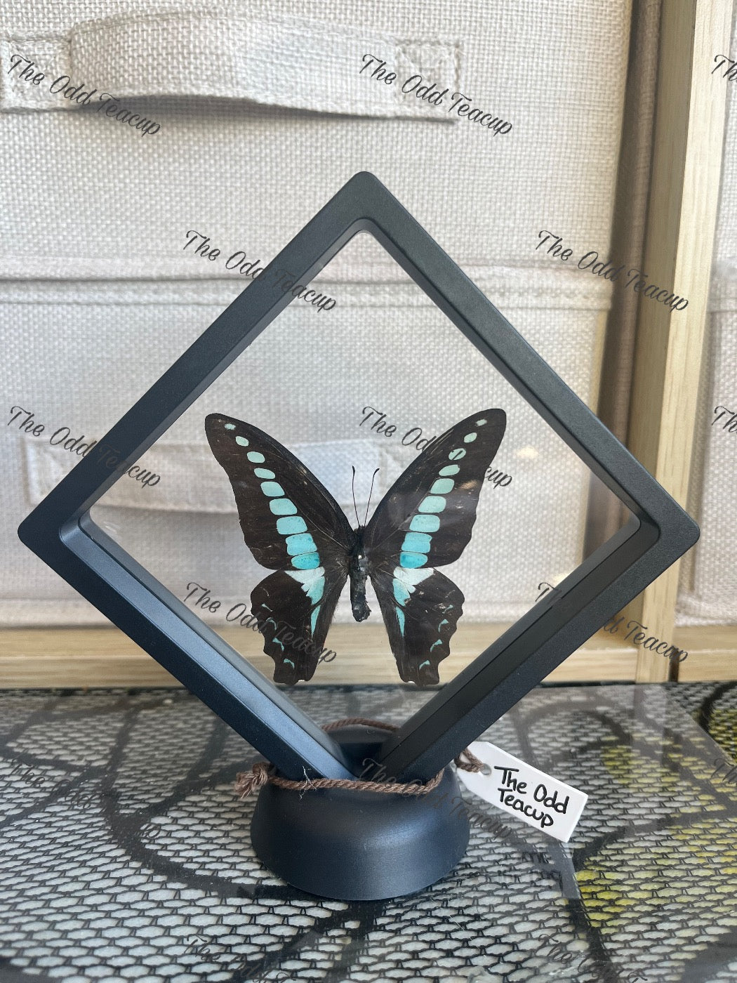Bluebottle Swallowtail - Graphium Sarpedon. (M Case)