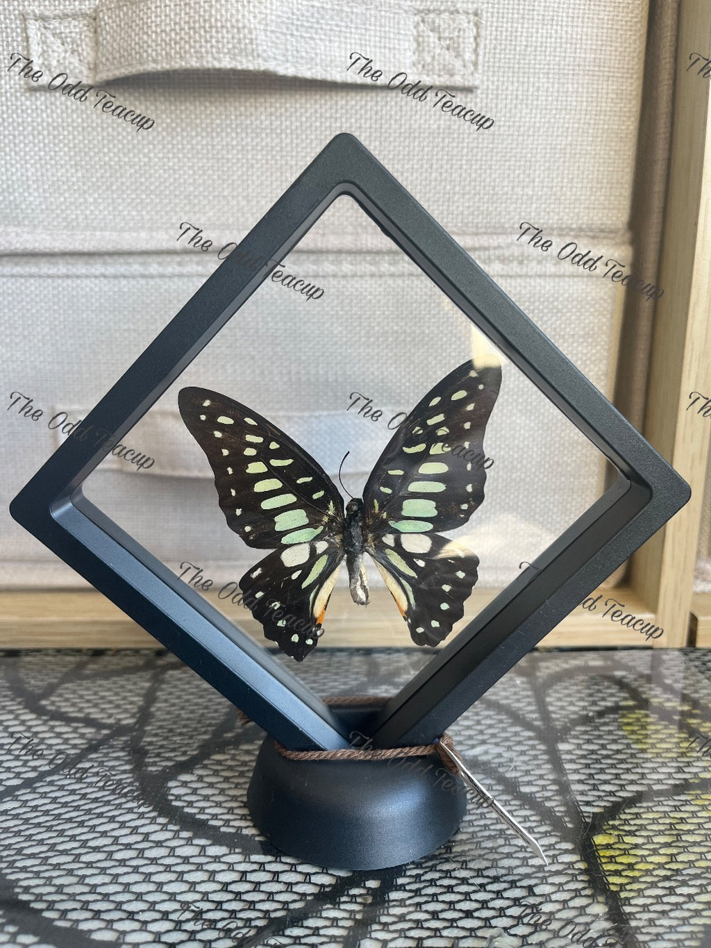 Common Jay - Graphium Dobson (M Case)