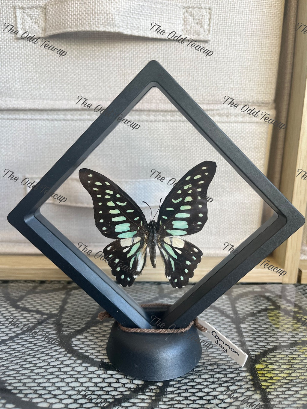 Common Jay - Graphium Dobson (M Case)