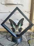 Common Jay - Graphium Dobson (M Case)