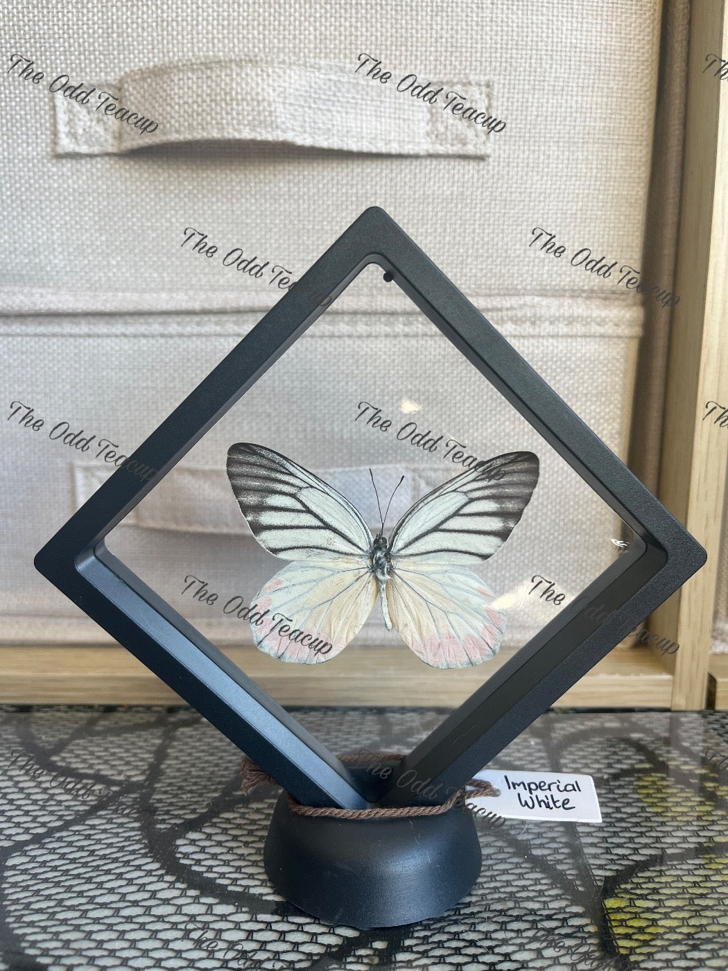 Imperial White - Delias Harpalyce (M Case)