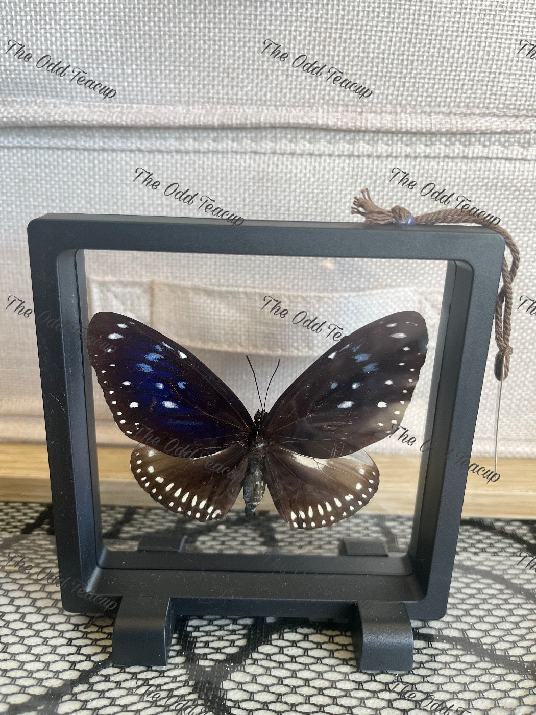 Blue-Striped Crow - Euploea Mulciber (M Case)