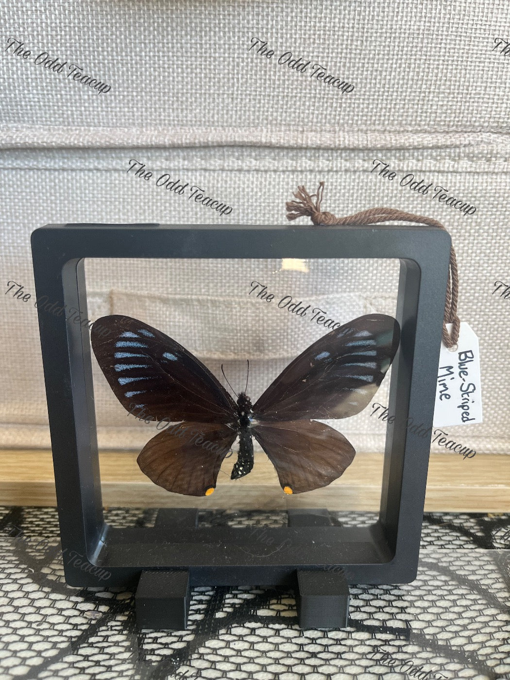 Blue-Striped Mime - Papilio Slateri (M Case)