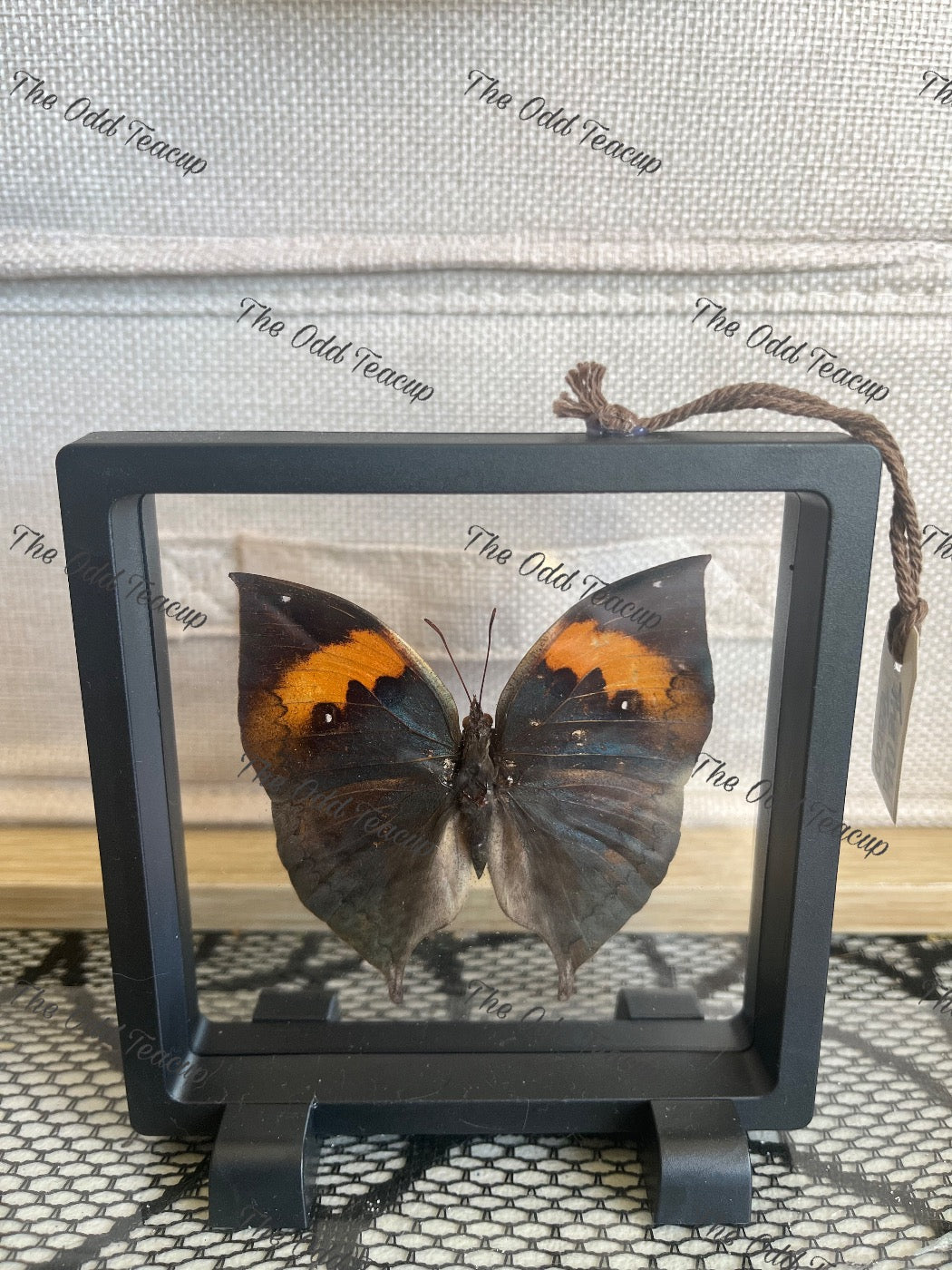 Indian Oakleaf - Kallima Inachus (M Case)