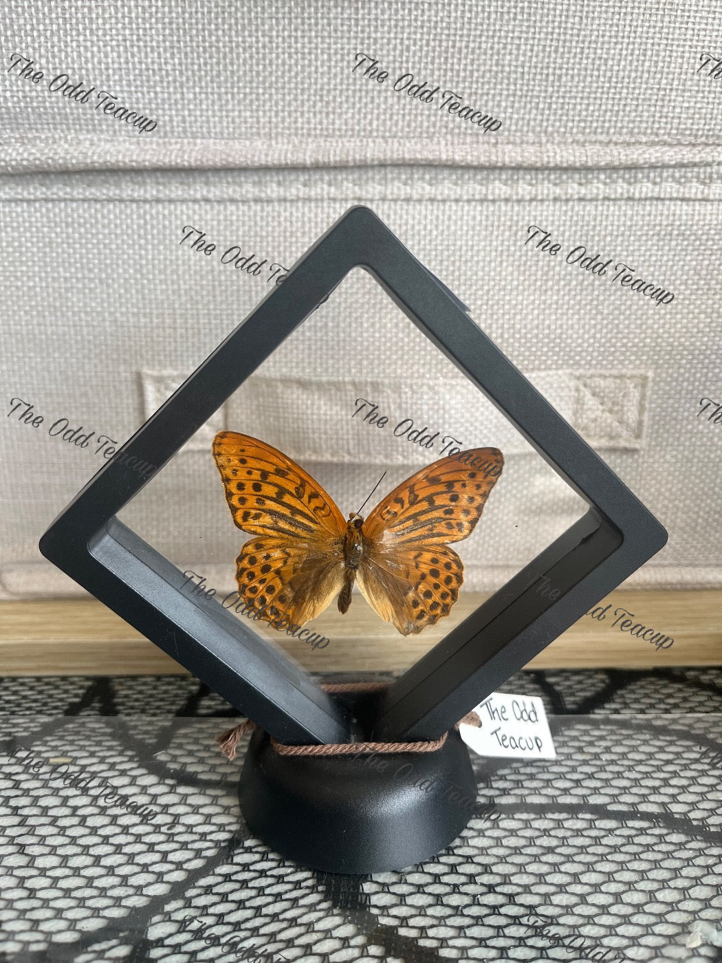 Silver-Washed Fritillary - Argynnis Paphia (S Case)