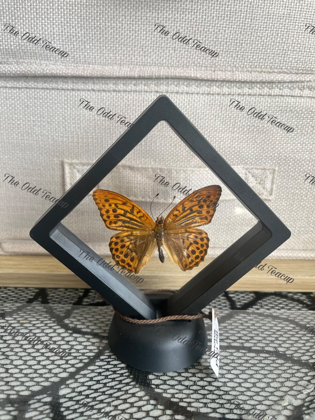 Silver-Washed Fritillary - Argynnis Paphia (S Case)