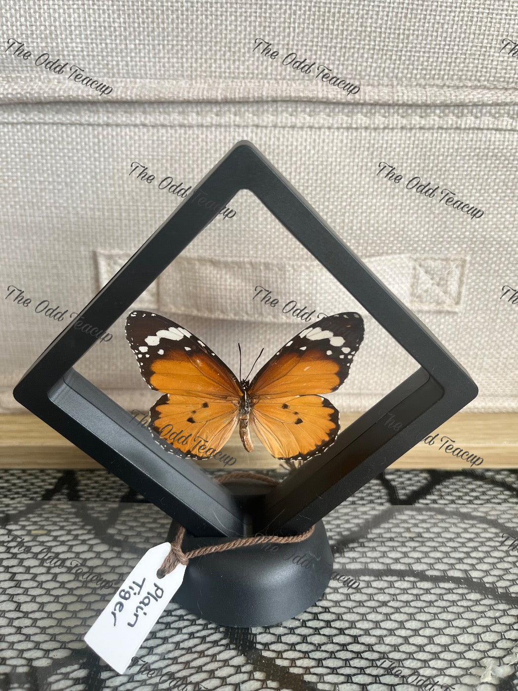 Plain Tiger - Danaus Chrysippus (S Case)