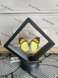 Yellow-Orange Tip - Ixias Pyrene (S Case)