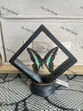 Bluebottle Swallowtail - Graphium Sarpedon (S Case)