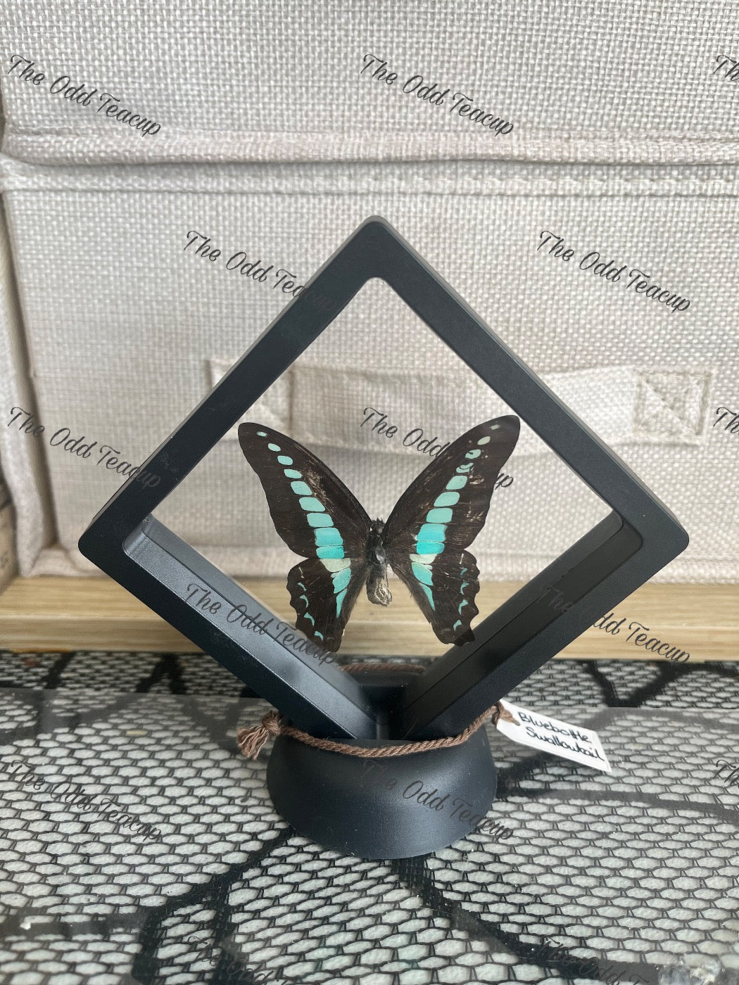 Bluebottle Swallowtail - Graphium Sarpedon (S Case)