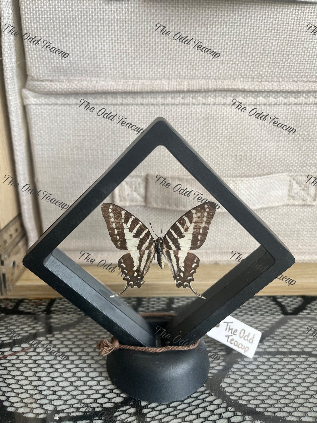 Five-Bar Swordtail - Graphium Aristeus (S Case)