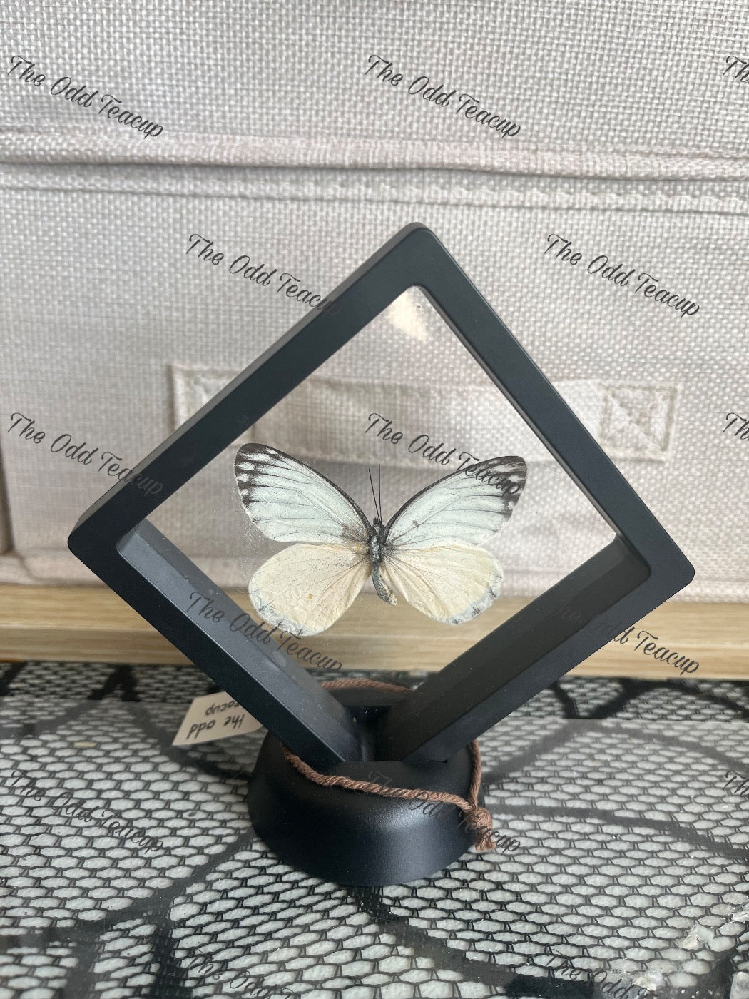 Imperial White - Delias Harpalyce (S Case)